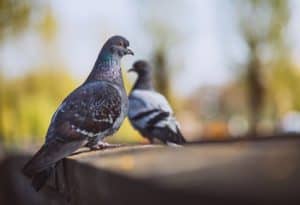 איך להרחיק את היונים לצמיתות 